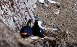 Ngắm lo&agrave;i chim đẹp nhất d&atilde;y Himalaya