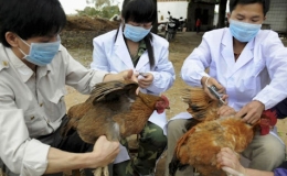 Những điều cần biết để ph&ograve;ng tr&aacute;nh bệnh c&uacute;m gia cầm