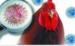 Những điều cần biết khi chế biến thực phẩm để ph&ograve;ng tr&aacute;nh mắc bệnh c&uacute;m gia cầm