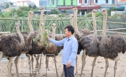 Thu nhập cao từ nu&ocirc;i đ&agrave; điểu, trồng thanh long