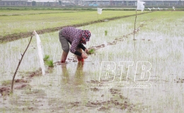 Tiền Hải: Tập trung chăm s&oacute;c, bảo vệ l&uacute;a mới cấy