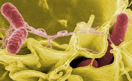 Vi khuẩn salmonella nguy hiểm thế n&agrave;o?