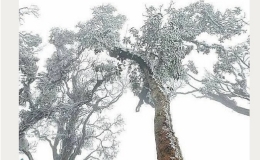 Băng gi&aacute; xuất hiện ở T&agrave; X&ugrave;a