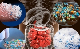 C&oacute; bao nhi&ecirc;u nhựa trong cơ thể con người?