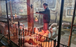 Đ&ocirc;ng Hưng: Bảo vệ an to&agrave;n vật nu&ocirc;i sau t&aacute;i đ&agrave;n