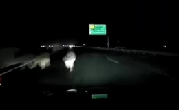 Gặp động vật tr&ecirc;n đường, n&ecirc;n đ&aacute;nh l&aacute;i hay phanh dừng?