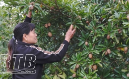 N&ocirc;ng d&acirc;n L&ocirc; Giang: L&agrave;m gi&agrave;u từ hồng xi&ecirc;m