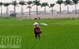 Quỳnh Phụ: Tập trung chăm s&oacute;c l&uacute;a xu&acirc;n