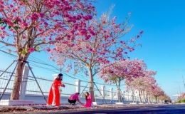 S&oacute;c Trăng lần đầu tổ chức tuần lễ hoa k&egrave;n hồng