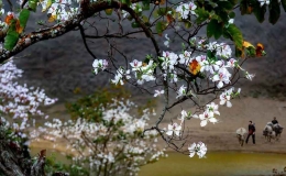 Sơn La: Rộn r&agrave;ng lễ hội m&ugrave;a hoa Ban năm 2025