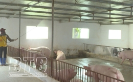 Th&agrave;nh phố: Thực hiện th&aacute;ng vệ sinh khử tr&ugrave;ng, ti&ecirc;u độc, ph&ograve;ng, chống dịch bệnh gia s&uacute;c, gia cầm đợt 1 năm 2025