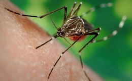 Triệu chứng sốt xuất huyết trở nặng