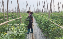 Vũ Thư: Gieo trồng 85% diện t&iacute;ch c&acirc;y m&agrave;u vụ xu&acirc;n