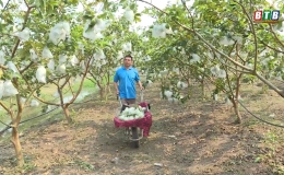 Vũ Thư: Ph&aacute;t triển n&ocirc;ng nghiệp bền vững