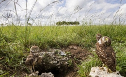 Những con c&uacute; sống dưới l&ograve;ng đất 