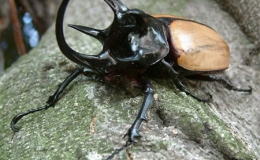 Ngắm bọ hung 5 sừng cực hiếm v&agrave; kỳ dị của Việt Nam 