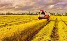 C&aacute;c doanh nghiệp đ&atilde; xuất khẩu hơn 1,6 triệu tấn gạo