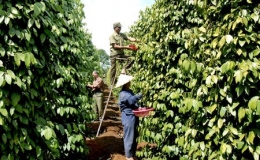 Kh&ocirc;ng c&oacute; thương hiệu, hồ ti&ecirc;u giảm 40% gi&aacute; trị