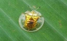 10 lo&agrave;i ch&acirc;n đốt "qu&aacute;i đản" trong tự nhi&ecirc;n