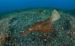 C&aacute; &ldquo;t&agrave;ng h&igrave;nh&rdquo; hiếm hơn v&agrave;ng ở Việt Nam