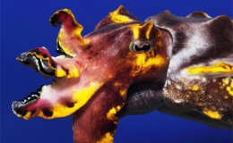 Những lo&agrave;i động vật th&acirc;n mềm kỳ lạ