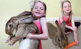 Ch&uacute; thỏ lớn nhất thế giới ăn hết 4.000 củ c&agrave; rốt mỗi năm