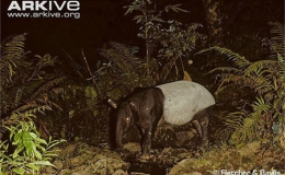 Kỳ dị lo&agrave;i lợn v&ograve;i đến từ thời cổ đại