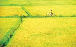 Kh&uacute;c ca về &ldquo;biển v&agrave;ng&rdquo; qu&ecirc; hương