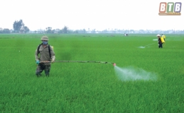 Đ&ocirc;ng Qu&yacute;: Chăm s&oacute;c, bảo vệ l&uacute;a xu&acirc;n