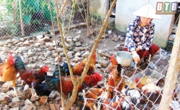 Kiến Xương: Hiệu quả từ vốn vay ưu đ&atilde;i