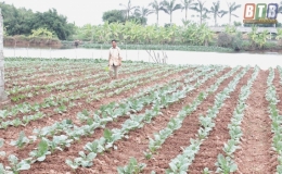 Nam Ch&iacute;nh Ph&aacute;t triển c&acirc;y m&agrave;u xu&acirc;n