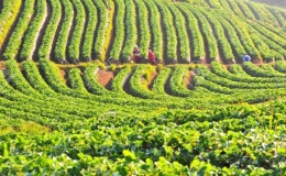 GDP n&ocirc;ng nghiệp tăng 4,05%, mức tăng cao nhất trong 13 năm qua