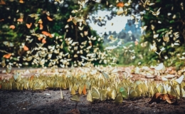 Ngắm rừng bướm ở vườn quốc gia C&uacute;c Phương