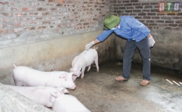 Th&aacute;i Thụy, Kiến Xương: Ti&ecirc;m vắc-xin ph&ograve;ng bệnh cho đ&agrave;n gia s&uacute;c, gia cầm