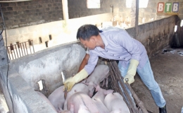 Tiền Hải phấn đấu kh&ocirc;ng để xảy ra dịch bệnh tr&ecirc;n đ&agrave;n vật nu&ocirc;i