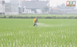 Tiền Hải: Chủ động ph&ograve;ng, chống bệnh l&ugrave;n sọc đen