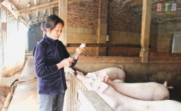 Duy Nhất: Bảo vệ đ&agrave;n vật nu&ocirc;i