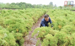 L&agrave;m gi&agrave;u từ c&acirc;y dược liệu