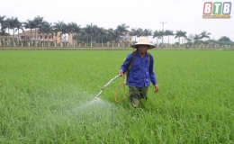 Quỳnh Phụ ph&aacute;t động chiến dịch ph&ograve;ng trừ s&acirc;u bệnh bảo vệ l&uacute;a xu&acirc;n