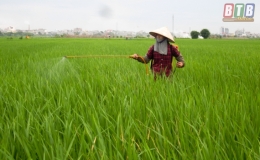 Vũ Thư: S&acirc;u bệnh tr&ecirc;n l&uacute;a xu&acirc;n diễn biến phức tạp