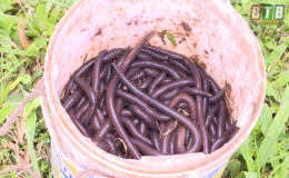 Ngăn chặn ngay t&igrave;nh trạng tận diệt giun đất