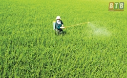 Tiền Hải: Tập trung ph&ograve;ng, trừ s&acirc;u bệnh  bảo vệ l&uacute;a xu&acirc;n