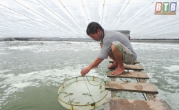 Nu&ocirc;i t&ocirc;m nước lợ - tiềm năng v&agrave; th&aacute;ch thức (Kỳ 2)