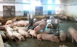 Gi&aacute; lợn hơi ở miền Bắc tiếp tục giảm, ở miền Nam vẫn đứng ở mức cao
