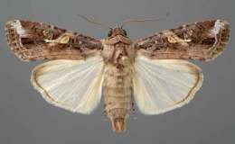 Chủ động điều tra, ph&aacute;t hiện lo&agrave;i s&acirc;u mới