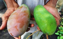 L&ocirc; xo&agrave;i Việt đầu ti&ecirc;n được xuất sang Mỹ bằng đường h&agrave;ng kh&ocirc;ng