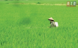 B&igrave;nh Nguy&ecirc;n: Tập trung bảo vệ l&uacute;a xu&acirc;n