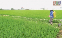 Th&aacute;i Thụy: Tập trung ph&ograve;ng, trừ s&acirc;u cuốn l&aacute; nhỏ v&agrave; rầy