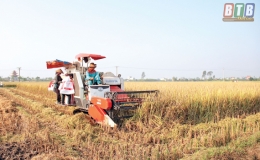 Ph&aacute;t triển li&ecirc;n kết sản xuất l&uacute;a gạo