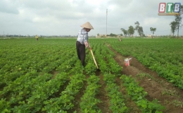 N&ocirc;ng d&acirc;n Vũ Thư chăm s&oacute;c lạc xu&acirc;n